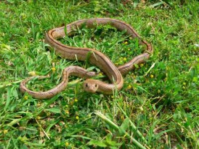 Garter Snakes Control Slugs Image